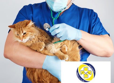 Katze wird vom Tierarzt untersucht